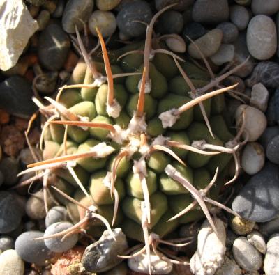 ...ein alkaloidreicher Vertreter der Gattung Gymnocalycium...